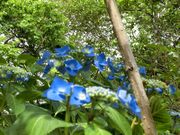 青い花は夏に涼しい