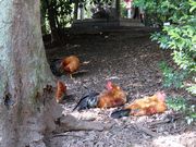 山から降りてきた日本狐に襲われた谷保神社の鶏達。でも何匹か生き残った。また増えてほしい。