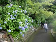 山に咲いている紫陽花（季節はずれでごめんなさい。京都に行ったのは六月でした。）