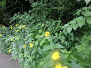 「黄色い花」は夏の象徴。近所の道端から。