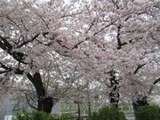 一緒に見た桜、すごく綺麗だったね。あなたのこと、忘れないよ。