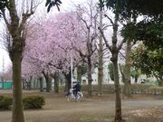 公園の桜。五日前に撮影。もう散ってしまったかな。
